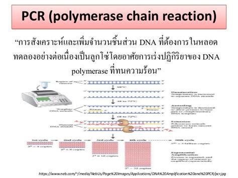 The Principle Of Pcr