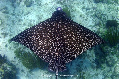 Spotted Eagle Ray Aetobatus Narinari