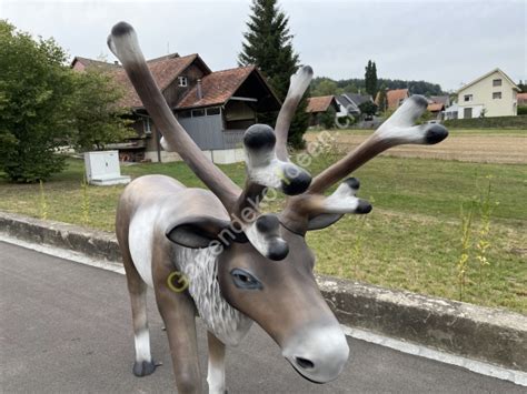 Rentier F R Weihnachten Weihnachtsrentier Deko Rentier Lebensgross