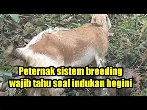 Peternak Pemula Sistem Breeding Wajib Tahu Soal Perbuntingan Kambing