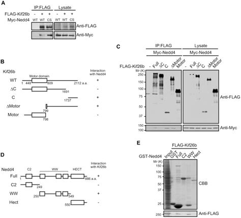 A Hek Cells Were Transfected With The Indicated Constructs