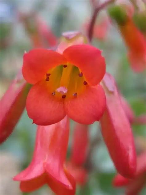 Kalanchoe Manginii Suculenta Flores Vermelhas Terragam