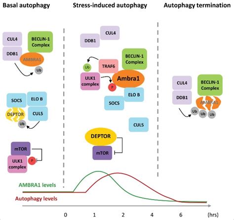 Temporal Regulation Of Autophagy Response By The Cullin 4 Ambra1 Cullin