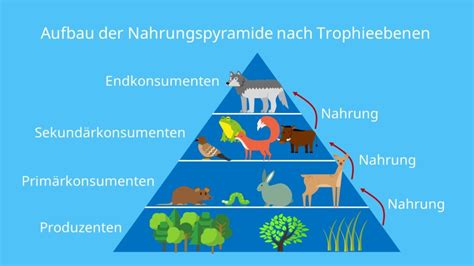 Nahrungspyramide Aufbau Typen Und Beispiel Wald Mit Video