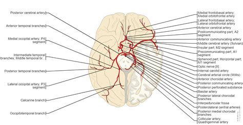 Posterior Anterior Brain