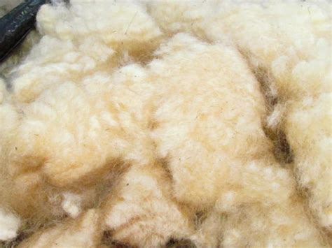 Unprocessed sheep wool for pin cushion stuffing 4 ounces raw