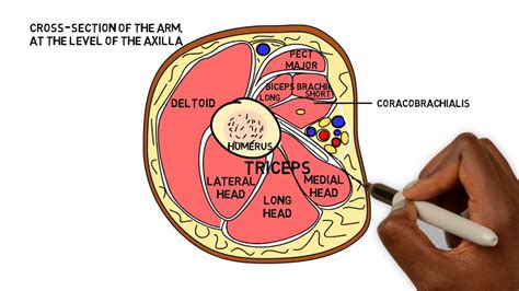 Cross Section Anatomy