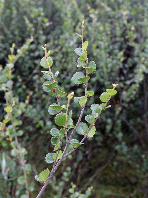 Fotos gratis árbol Fruta baya hoja flor comida Produce abedul