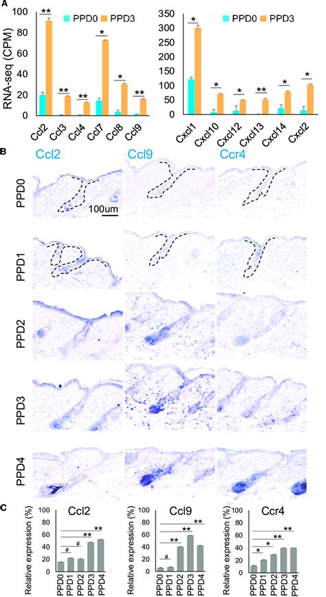 Characterization Of Ccl And Cxcl Pathway Gene Expression From Ppd To