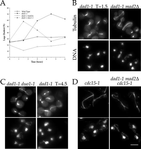 Dad1 1 Shows Mitotic Defects A Morphological Arrest Cells Were