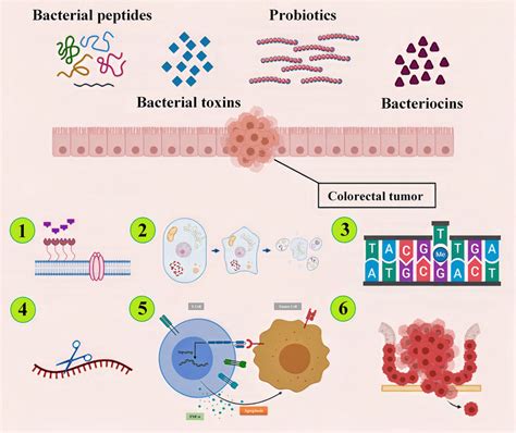 The Colorectal Cancer Bacterial Therapy Can Be Performed By Means Of