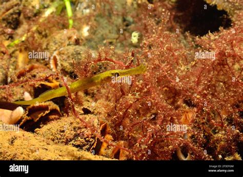 Deepnosed Pipefish Hi Res Stock Photography And Images Alamy