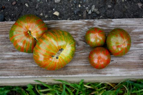 Frogsleap Farm Genetic Control Of Fruit Stripes In Tomato