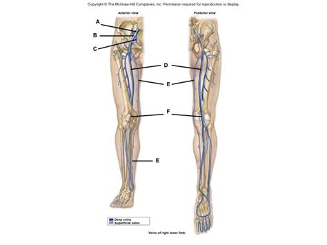 Lower Limb Veins Diagram Quizlet