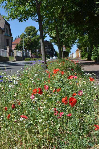 Neue Schmetterlings Und Bl Hstreifen An Der U Eren Crimmitschauer