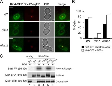 Localization And Activity Of Kin In Elm Cells A Kin Gfp