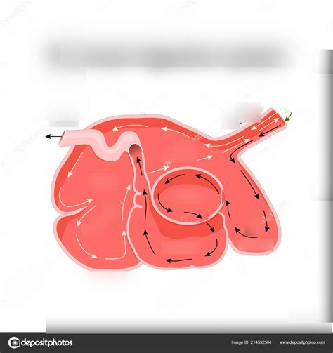 Ruminant Digestive System Diagram Quizlet