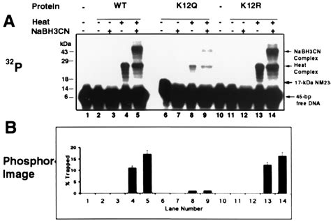 Catalysis Of Dna Cleavage And Nucleoside Triphosphate Synthesis By Nm23