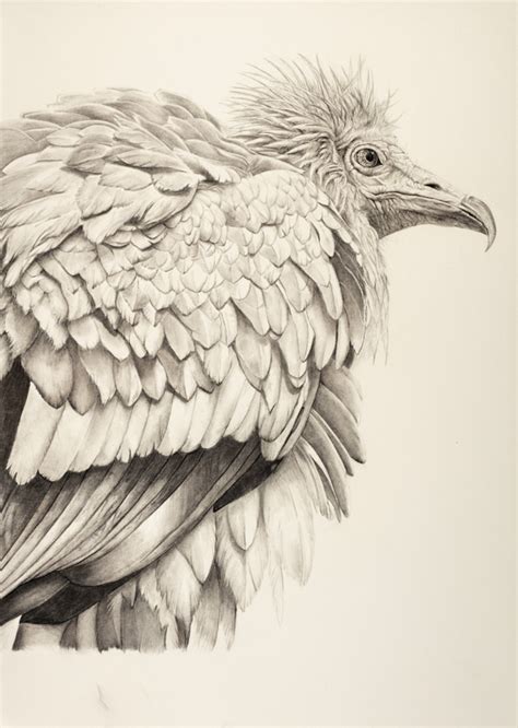 Egyptian Vulture - Violet Astor