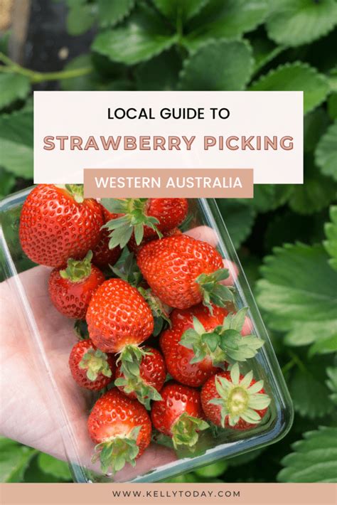 Best Places To Go Strawberry Picking In Perth Kelly Today