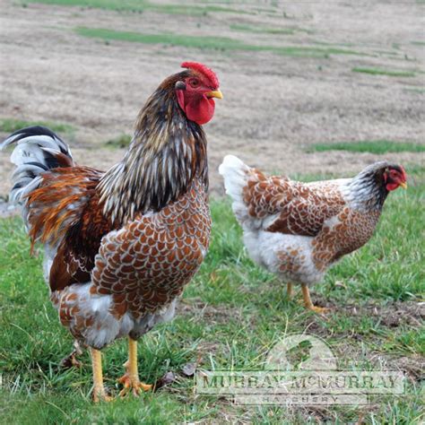 Murray McMurray Hatchery - Blue Laced Red Wyandotte