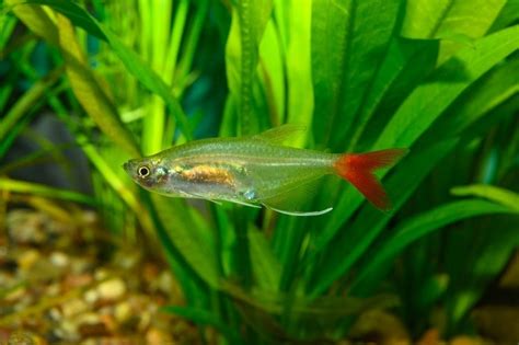 Bloodfin Tetra Care Guide Pictures Tank Setup And Info Pet Keen