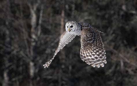 Barred Owl in Flight - FeederWatch