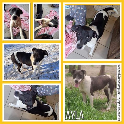 Adoption De Ayla Moyen Chien Chien Crois Moyen R Gion Le De France