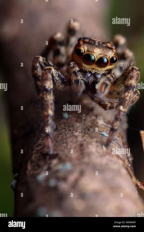 High Magnification Macro Of A Cute Jumping Spider With Big Eyes