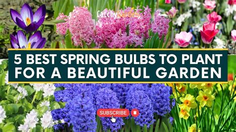 5 Best Spring Bulbs To Plant For A Beautiful Garden 🌷🌺 Gardening Tips Youtube