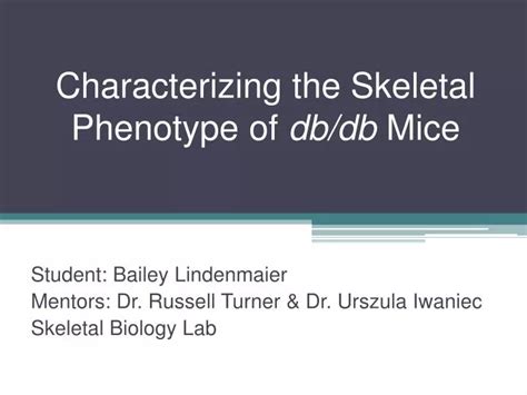 Ppt Characterizing The Skeletal Phenotype Of Db Db Mice Powerpoint