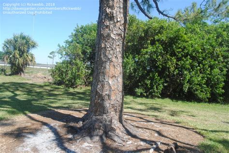 PlantFiles Pictures Pinus Species American Pitch Pine Slash Pine