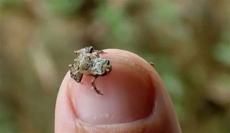 Cidade Do Litoral De Sp Abriga Segundo Menor Vertebrado J Encontrado