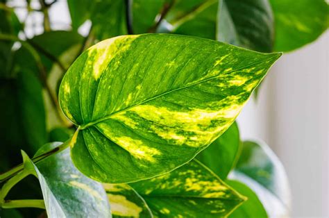 19 Different Types Of Pothos That Are Simply Breathtaking 42 Off