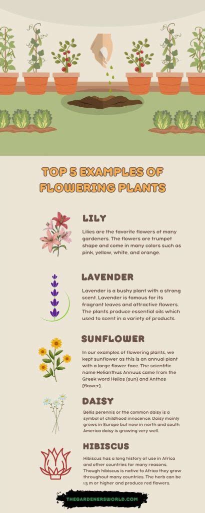 10 Examples Of Flowering Plants The Gardeners World