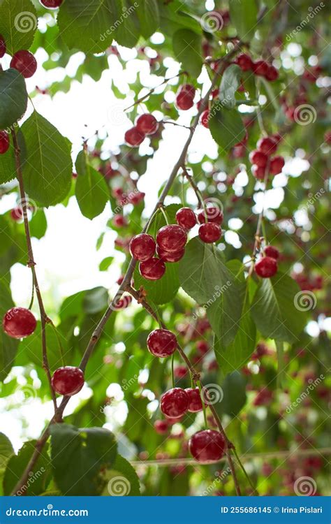 Closeup Of Ripe Dark Red Sour Cherries Hanging On Sour Cherry Tree