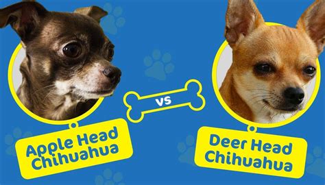 Apple Head Vs Deer Head Chihuahuas Key Differences With Pictures Hepper