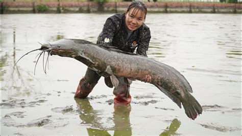 Catch Giant Catfish After 90 Days Of Care Harvest Banana Goes To The