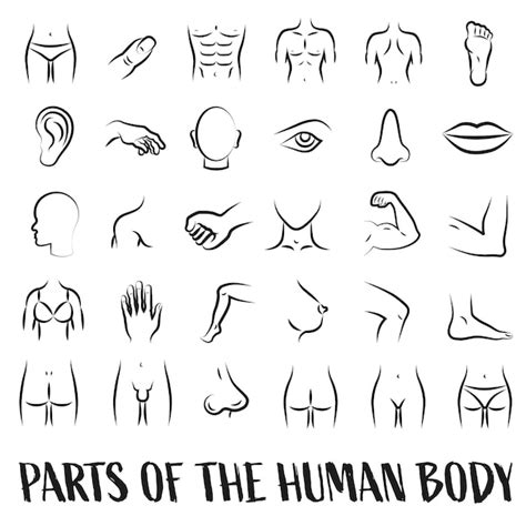 Premium Vector Anatomy Human Body Parts Set Of Linear Icons Health