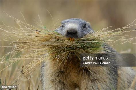 pack rat animal   premium high res pictures getty images