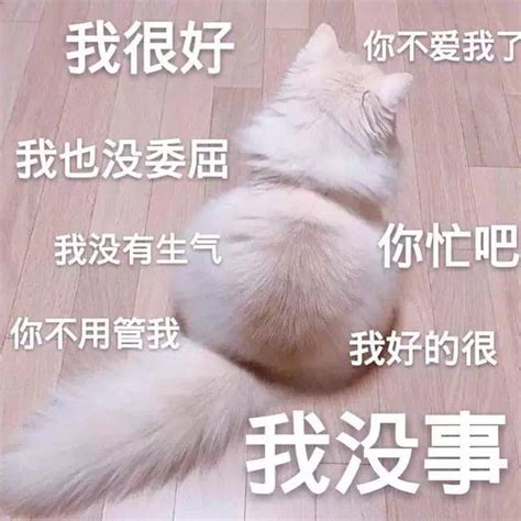 撒娇专用的猫咪表情包猫咪撒娇表情包新浪新闻