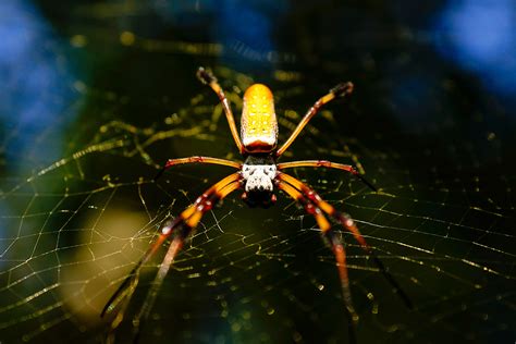 Spiders In Texas Species And Pictures