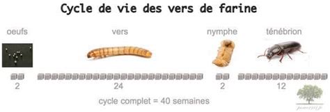 Guide pour élever des vers de farine chez soi les étapes