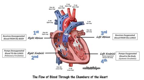 The Heart Scientist Cindy