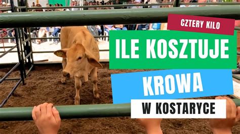 ILE KOSZTUJE KROWA W KOSTARYCE POLSKI VLOG CDA