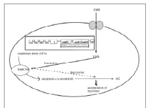 Mechanism Of Action Of Ethambutol Adapted From 84 88 EMB Interacts