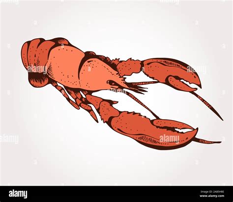 Lobster Hand Drawn Vector Illustration Seafood Color Isolated On Light