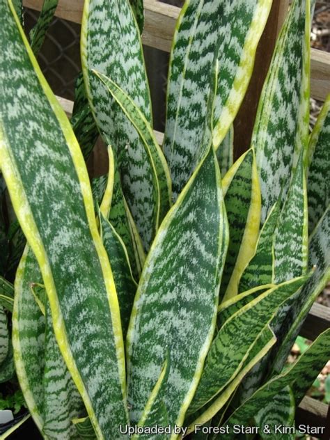 Sansevieria Trifasciata Zeylanica