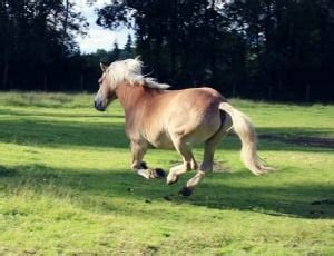 brown baby horse running on field free image | Peakpx