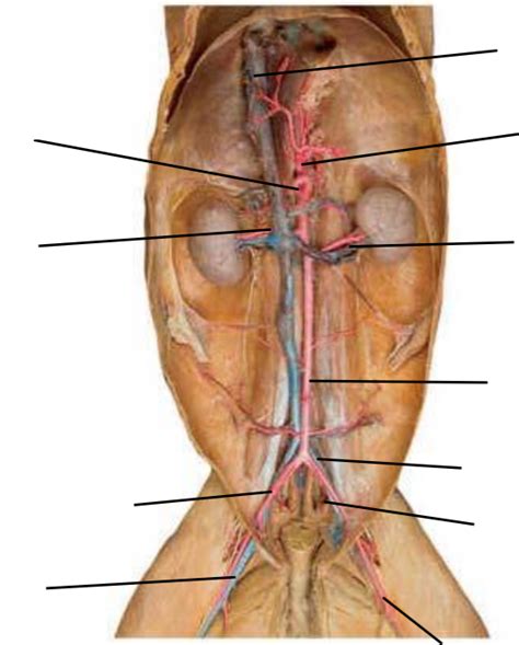 A P Lower Body Cat Vessels Diagram Quizlet